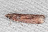 Acrobasis bithynella