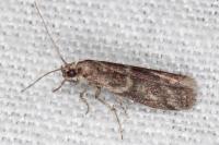 Cryptoblabes gnidiella