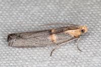 Oxybia transversella