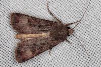 Agrotis trux