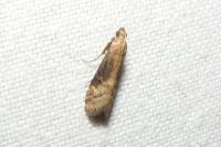 Euzophera fuliginosella