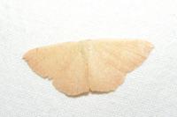 Cyclophora puppillaria