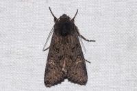 Aporophyla nigra