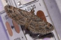 Gymnoscelis rufifasciata