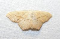 Scopula imitaria