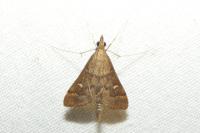 Dolicharthria punctalis