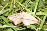 Timandra comae