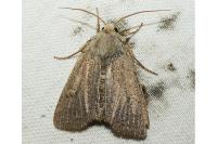 Xestia castanea