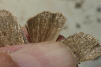 Xestia castanea