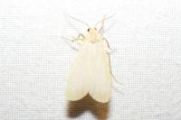 Katha depressa