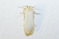 Katha depressa