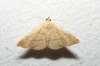 Paracolax tristalis