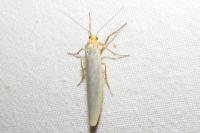 Eilema caniola
