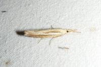 Agriphila tristella