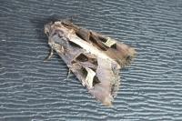 Trigonophora flammea