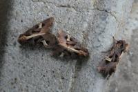 Trigonophora flammea
