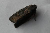 Aporophyla nigra