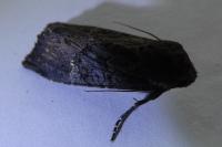 Aporophyla nigra