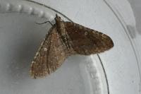 Nycterosea obstipata