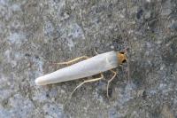 Eilema caniola