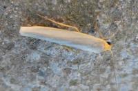 Eilema caniola