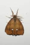 Orgyia antiqua