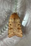Agrochola lychnidis