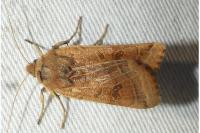 Anchoscelis lunosa