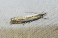 Crambus pascuella