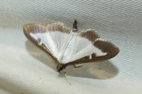 Cydalima perspectalis