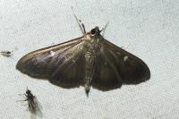 Cydalima perspectalis