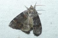 Cymatophorina diluta
