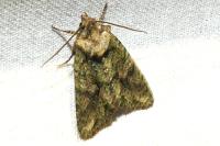 Dryobotodes
