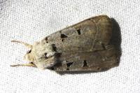 Eugnorisma glareosa