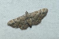 Gymnoscelis rufifasciata
