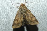 Helicoverpa armigera