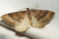 Larentia clavaria
