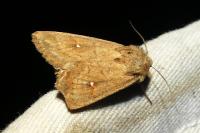 Mythimna unipuncta