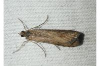 Nomophila noctuella