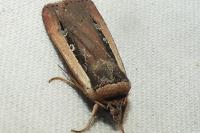 Ochropleura leucogaster