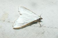 Palpita vitrealis