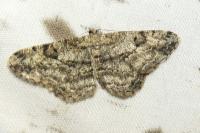 Peribatodes rhomboidaria rhomboidaria