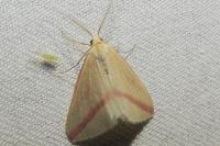 Rhodometra sacraria