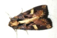 Trigonophora flammea