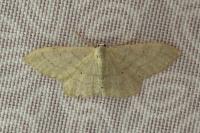 Idaea straminata