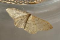 Idaea straminata