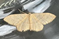 Idaea straminata