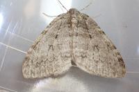 Epirrita christyi