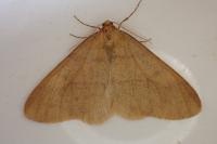 Phigaliohybernia aurantiaria