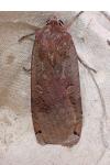 Noctua pronuba